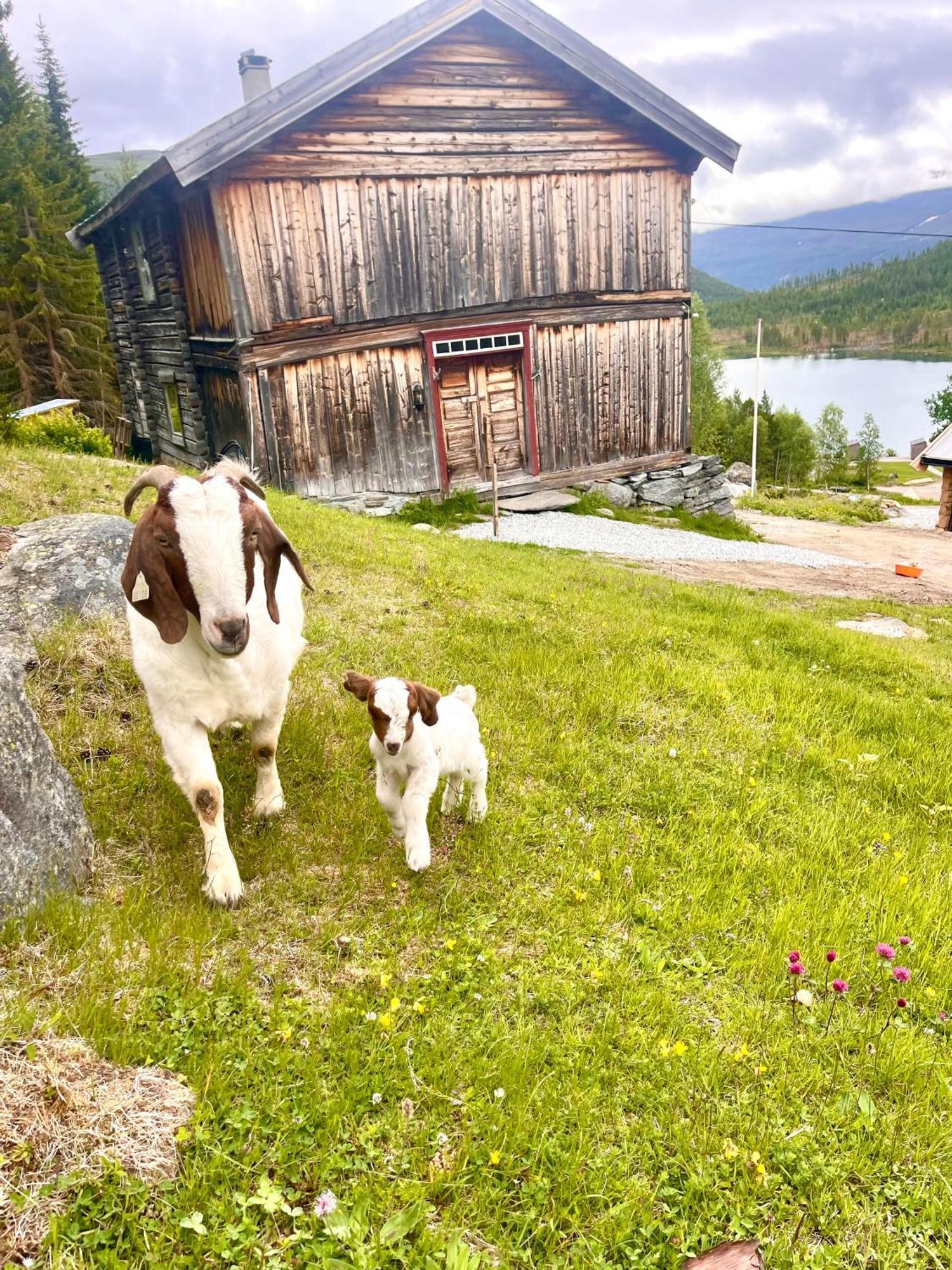 Reinheimen Lodge Skjåk 外观 照片