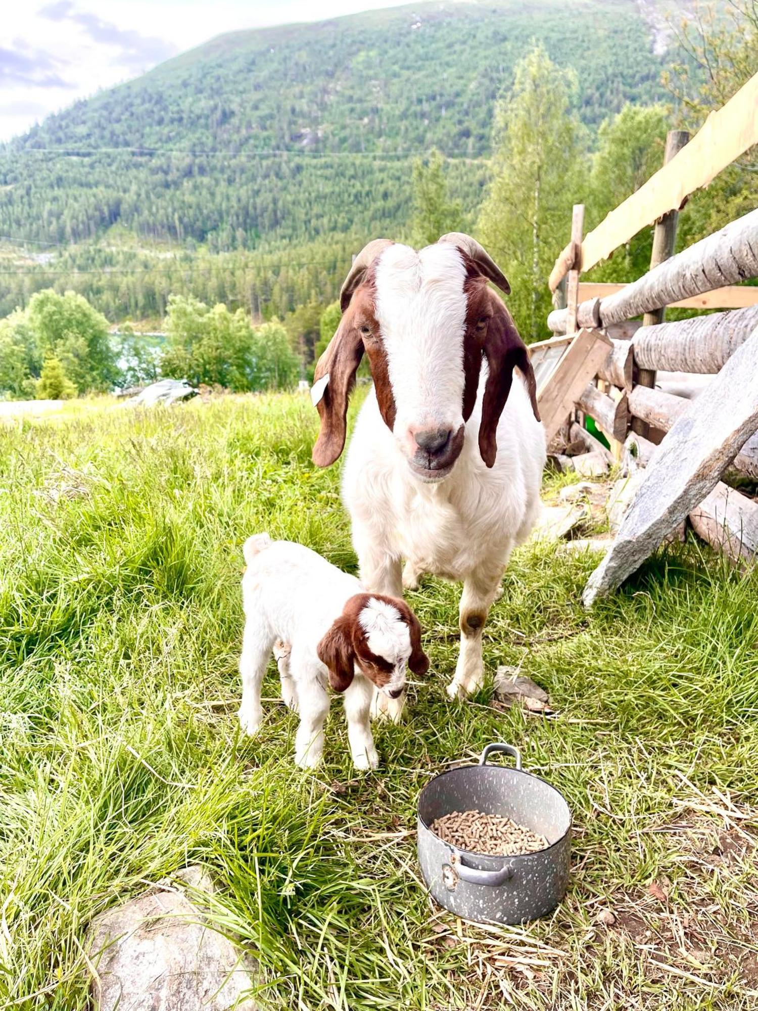 Reinheimen Lodge Skjåk 外观 照片