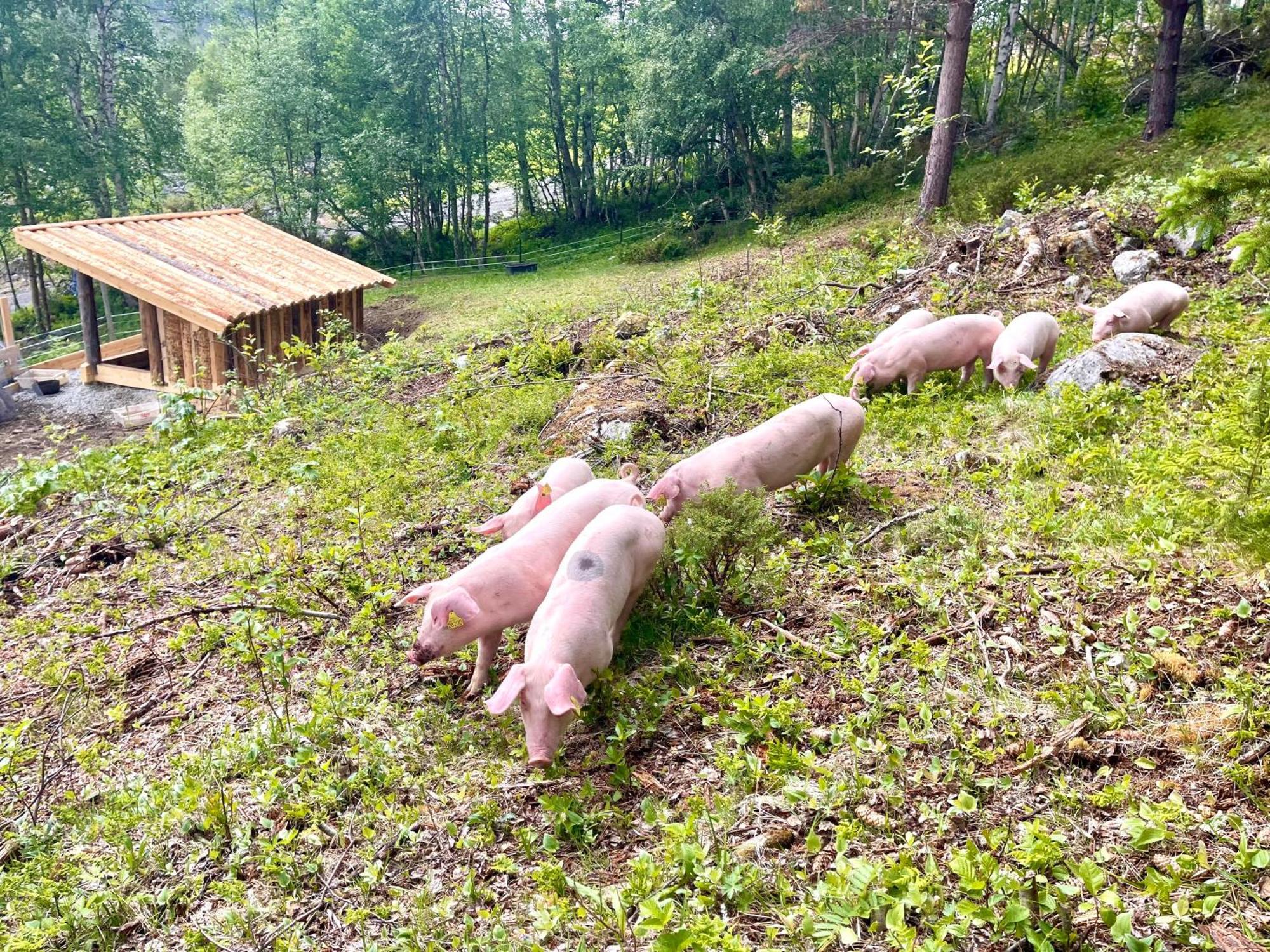 Reinheimen Lodge Skjåk 外观 照片